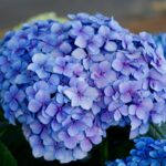 Explore Stunning Hydrangeas at Fun Flowers Riga
