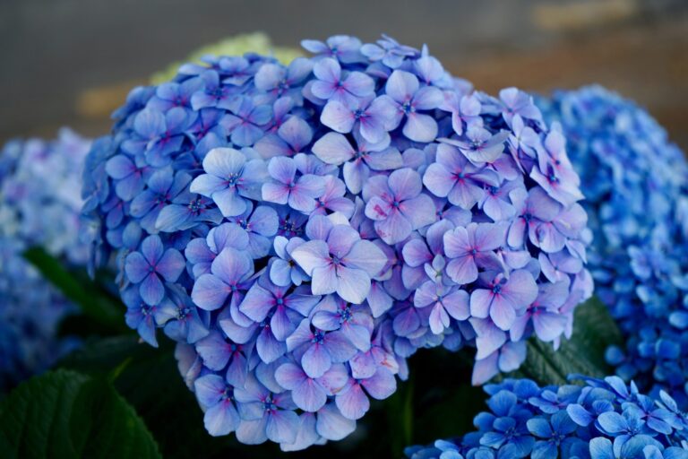 Explore Stunning Hydrangeas at Fun Flowers Riga